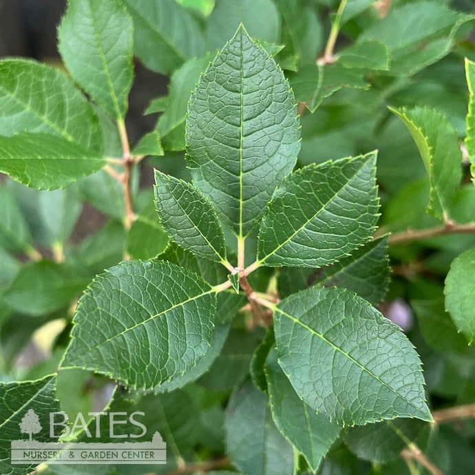 #3 Ilex vert Mr Poppins/ Deciduous Winterberry Holly (male) Native (TN)