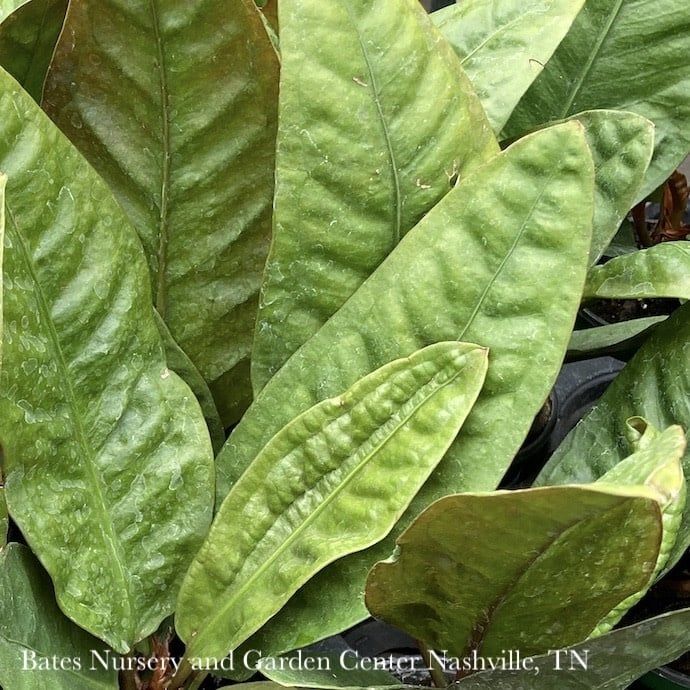 6p! Anthurium Superbum /Tropical