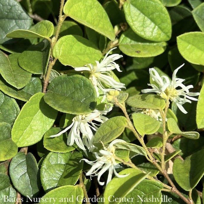 #3 Loropetalum chin SL Emerald Snow/ White Fringeflower - No Warranty