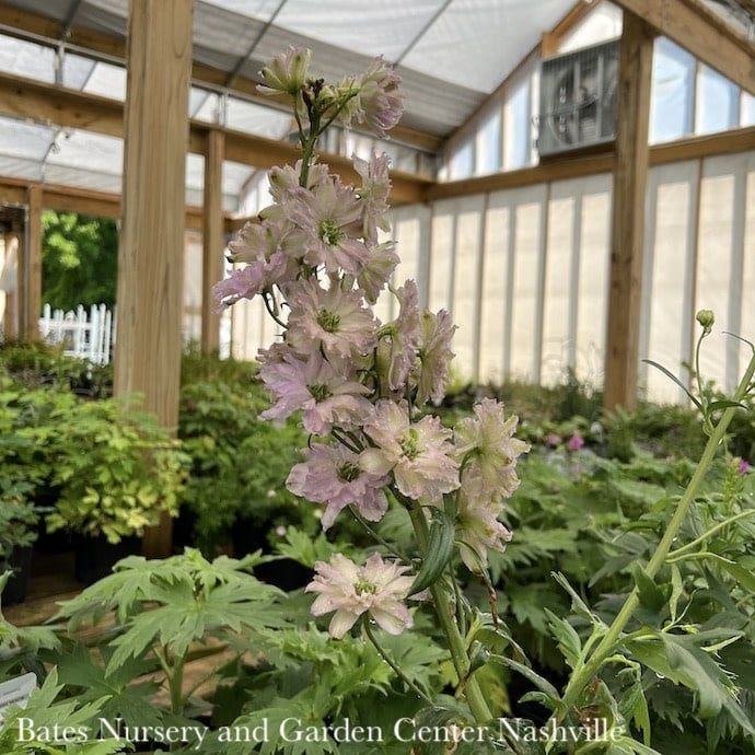 #2 Delphinium Delgenius &#39;Juliette&#39;/ Double Pink Larkspur