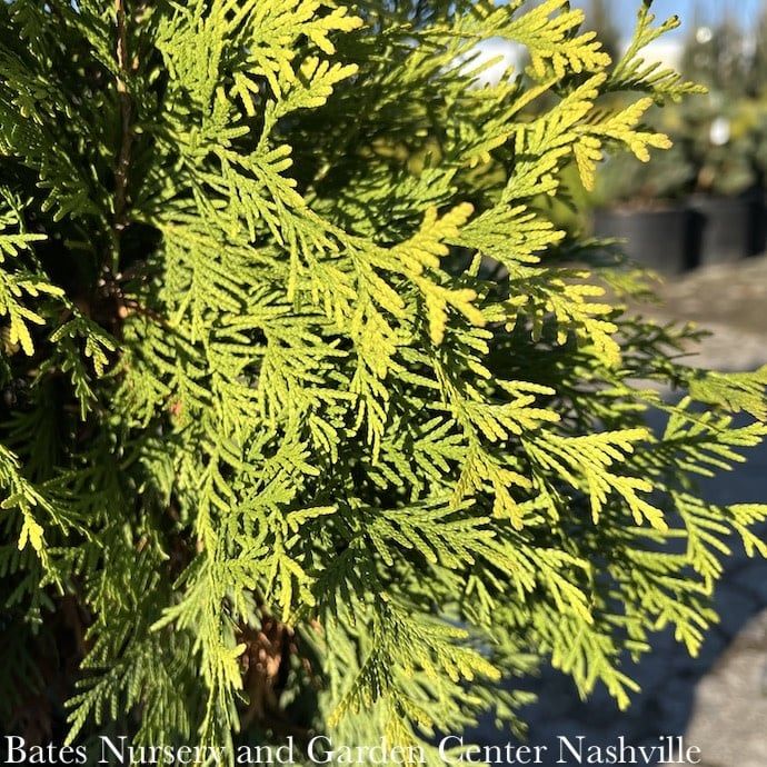 #2 Thuja occ PW Polar Gold/ Upright Arborvitae
