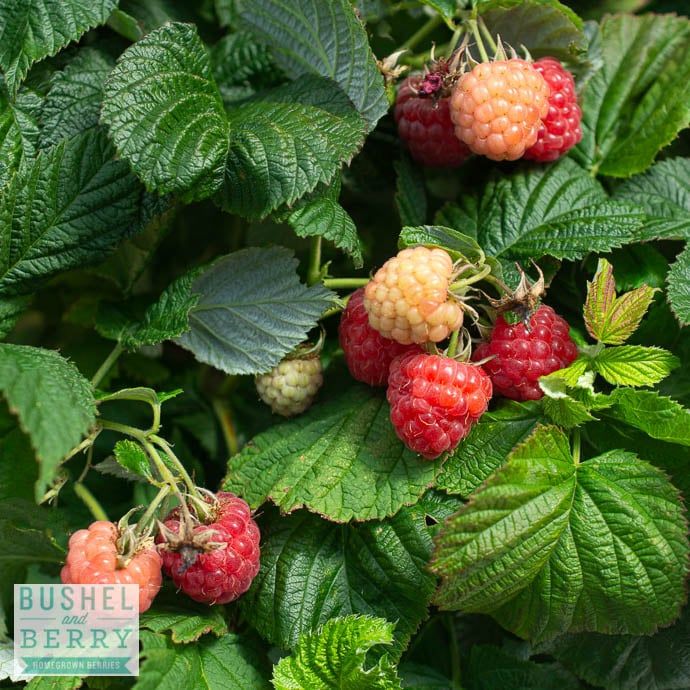 Edible #2 Rubus idaeus Bushel and Berry &#39;Raspberry Shortcake&#39;/ Dwarf Raspberry Native (TN)