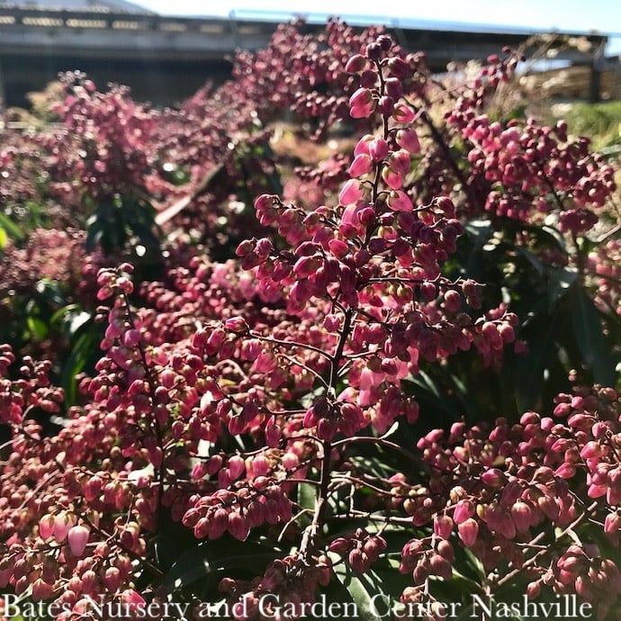 #2 Pieris japonica Enchanted Forest 'Impish Elf'/ Purple-Pink