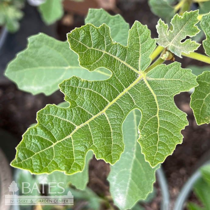 Edible #3 Ficus carica Celeste/ Fig - No Warranty