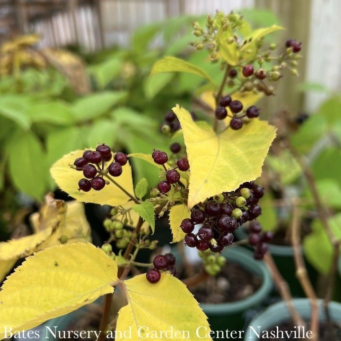 #1 Aralia racemosa NGN/ Spikenard Native (TN)