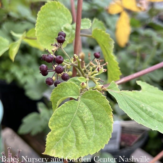 #1 Aralia racemosa NGN/ Spikenard Native (TN)