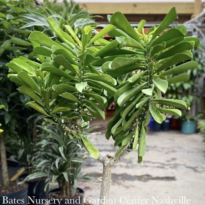 14p! Euphorbia Drupifera  / Cactus /Tropical