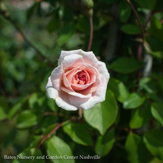 #2 STK Rosa Cecile Brunner/ Pink Climbing Rose - No Warranty