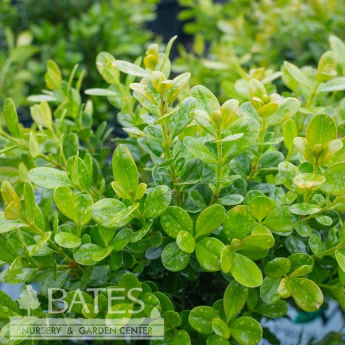 #2 Buxus micro PW Sprinter/ Compact Boxwood