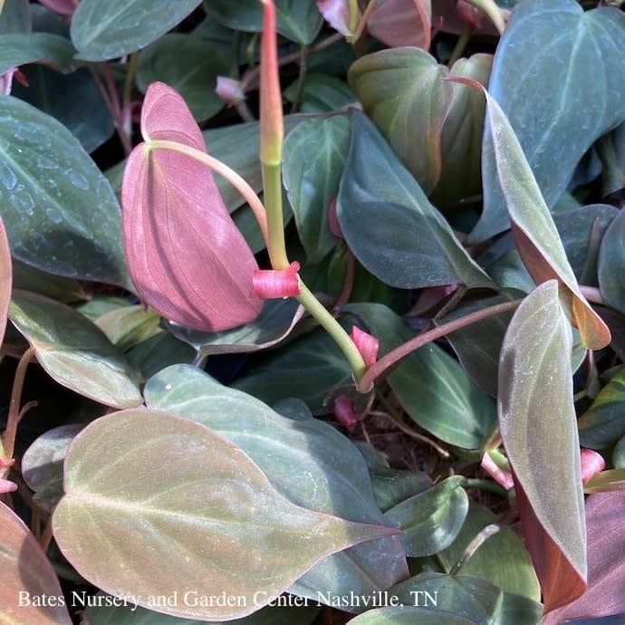 8hb! Philodendron Micans Hanging Basket /Tropical