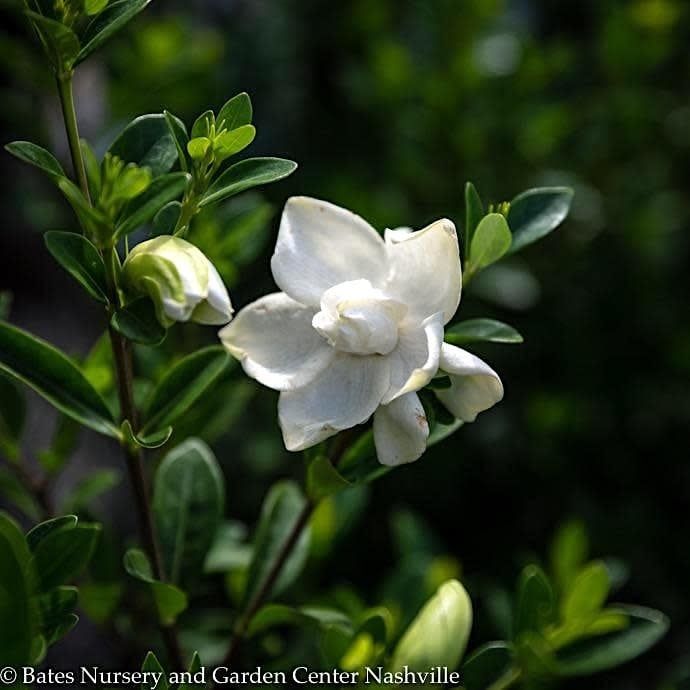 #3 Gardenia jas SL Jubilation/ Hardy - No Warranty