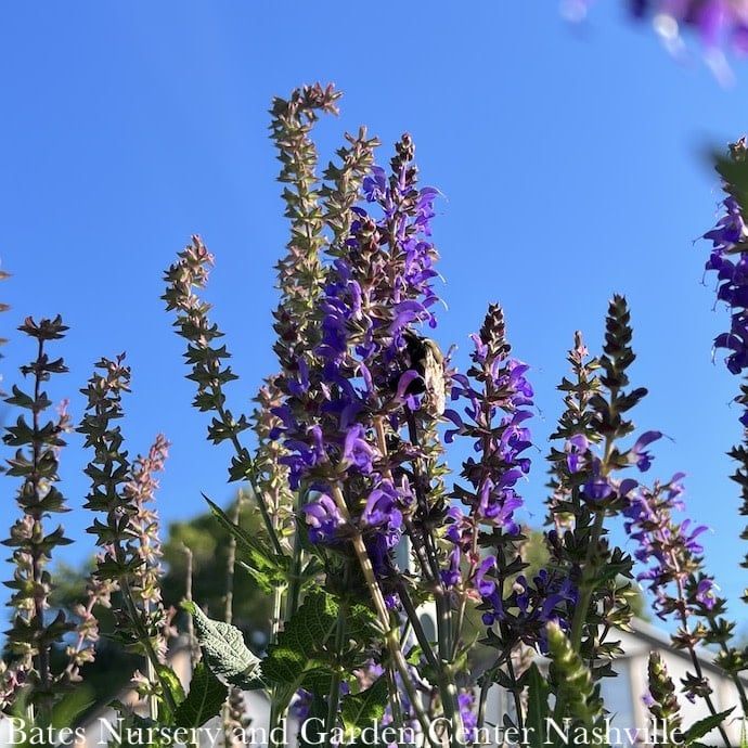 #1 Salvia nem Blue By You/ Meadow Sage