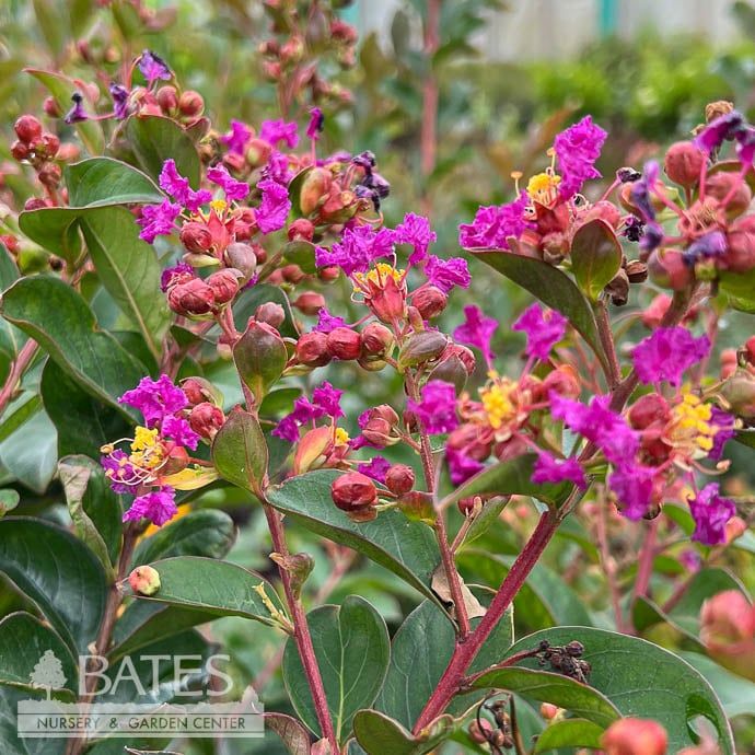 Topiary Patio Tree #5 Lagerstroemia x Summerlasting &#39;Plum&#39;/ Purple Dwarf Crape Myrtle