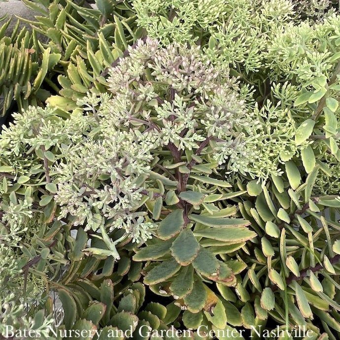 #1 Sedum x Rock &#39;N Grow &#39;Pride and Joy&#39;/Stonecrop