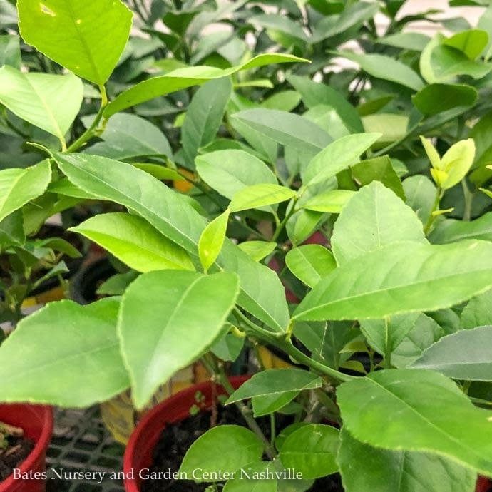 Tropical Edible Topiary Patio Tree #5!Citrus Meyeri Lemon - No Warranty