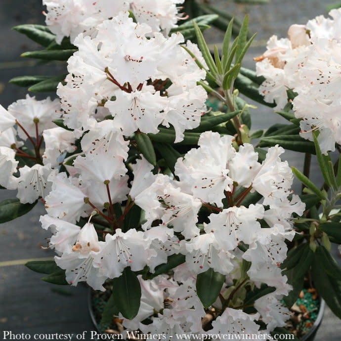 #3 Rhododendron x PW Dandy Man Color Wheel - No Warranty