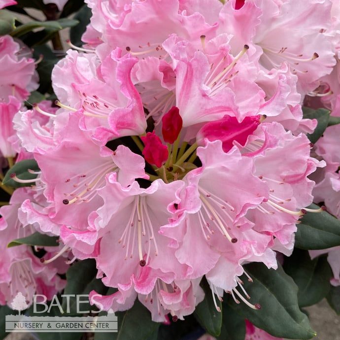 #3 Rhododendron x PW Dandy Man Color Wheel - No Warranty