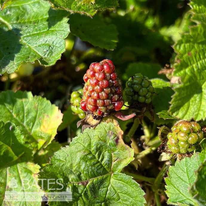 Edible #1 Rubus x Black Diamond/ Thornless Blackberry