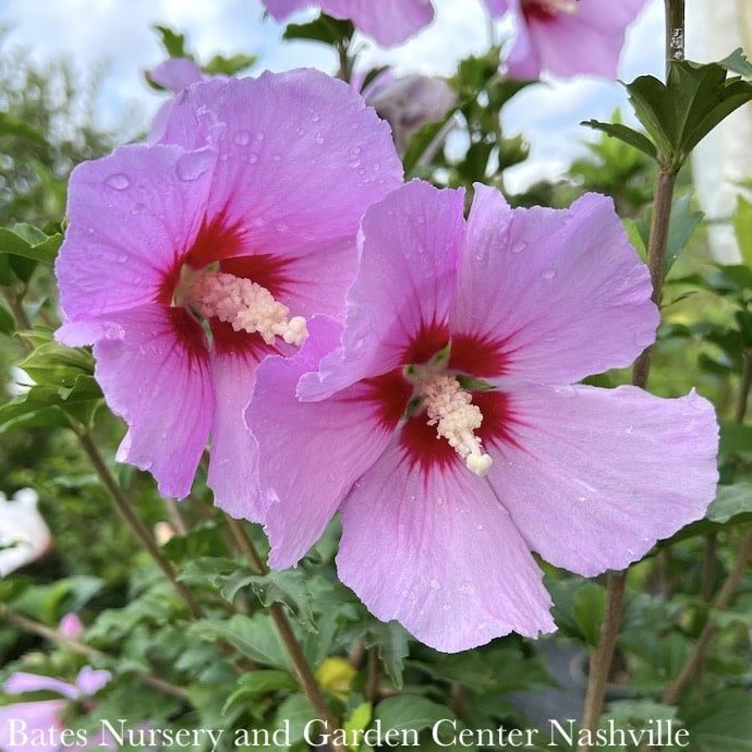 Topiary Patio Tree #5 Hibiscus syr Minerva/ Lavender Rose of Sharon/ Althea