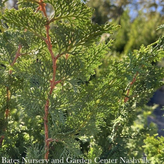 #7 Chamaecyparis obt Filicoides/ Fernspray Falsecypress