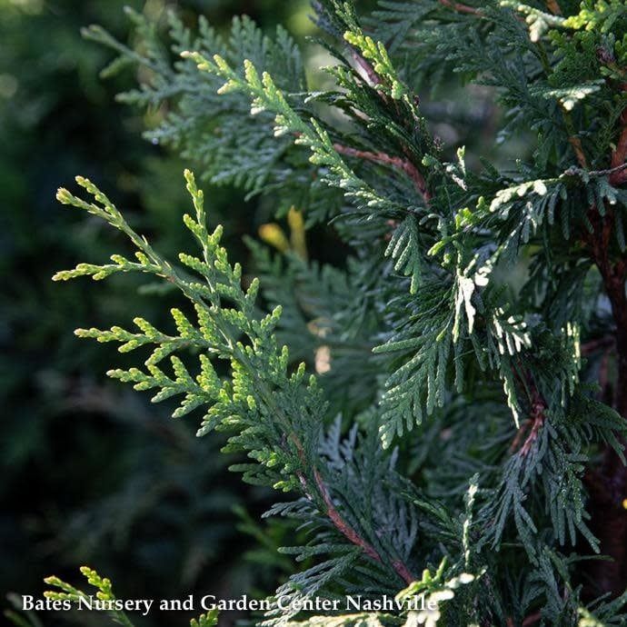 9-10&#39; ft Thuja x Green Giant/ Pyramidal Western Arborvitae - No Warranty