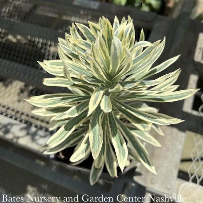 QP Euphorbia char Tasmanian Tiger/ Variegated Spurge
