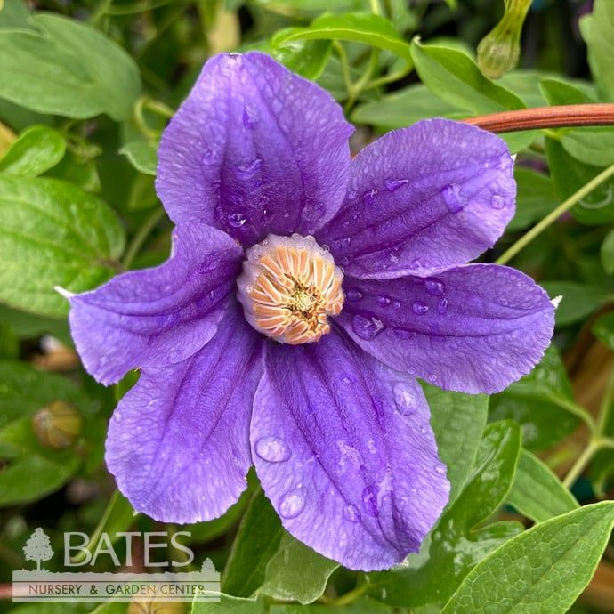 #1 Clematis x Rain Dance/ Bush Form