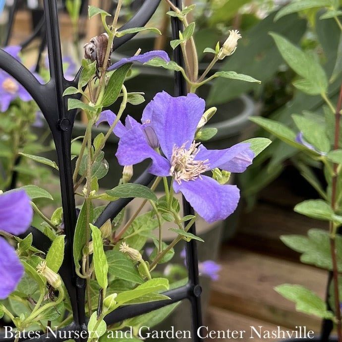 #1 Clematis x Rain Dance/ Bush Form