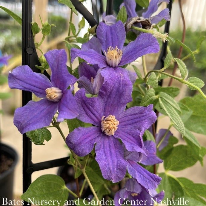 #1 Clematis x Rain Dance/ Bush Form