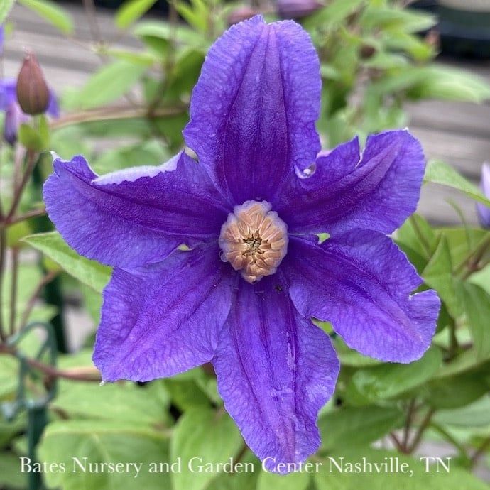 #1 Clematis x Rain Dance/ Bush Form