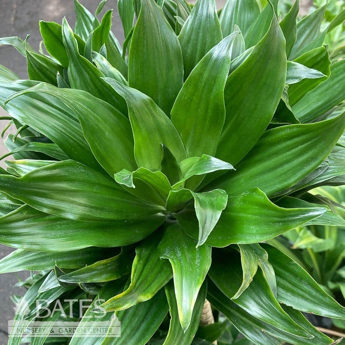 12p! Dracaena Janet Craig Compacta Cane C/B 5&#39; /Tropical