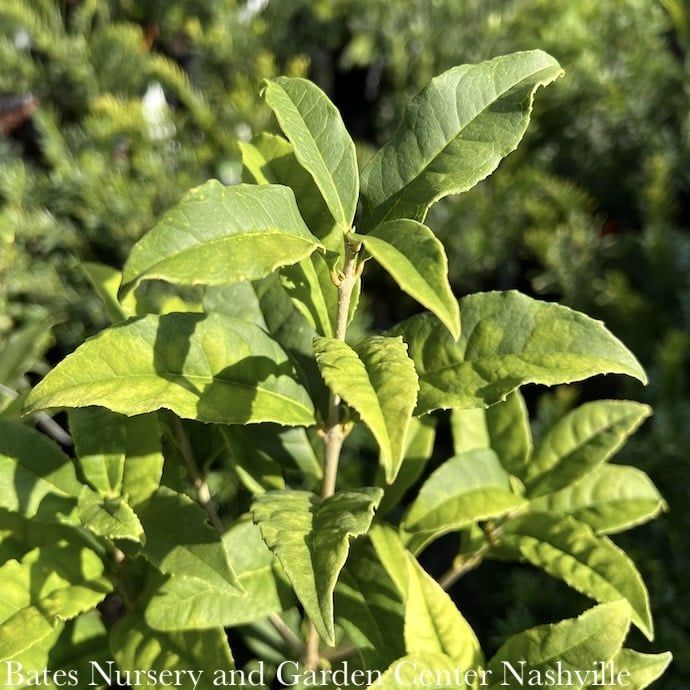 #3 Osmanthus frag aurantiacus/ Fragrant  Orange Tea Olive - No Warranty