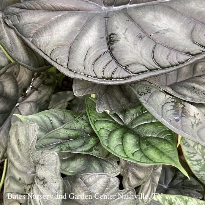6p! Alocasia Dragon  Scale /Elephant Ear /Tropical