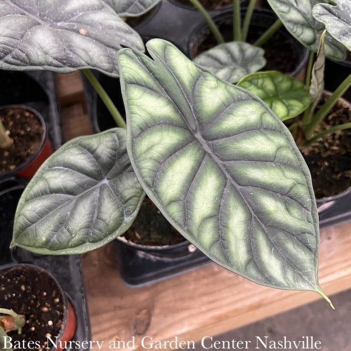 6p! Alocasia Dragon  Scale /Elephant Ear /Tropical