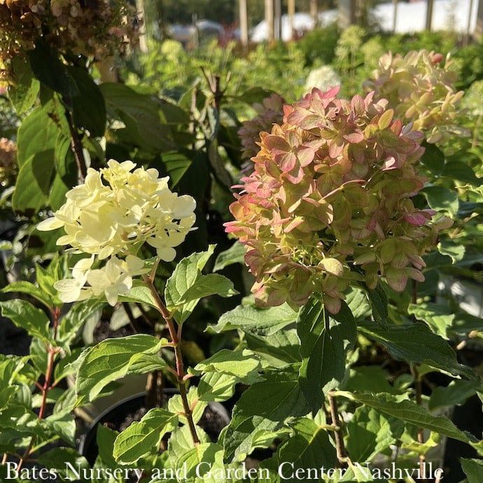 #2 Hydrangea pan PW Limelight PRIME/ White to Pink Panicle