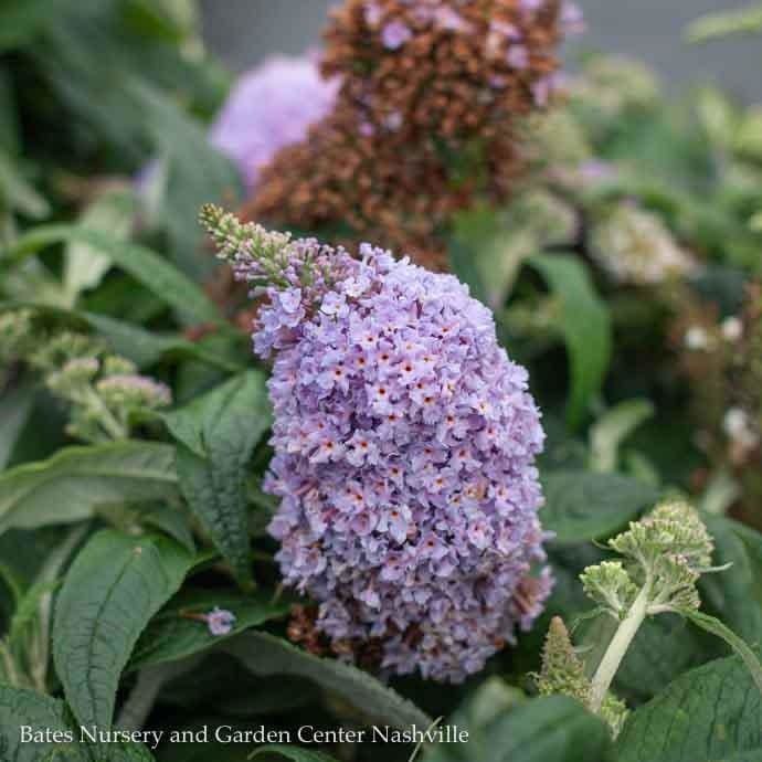 #3 Buddleia x PW Pugster Amethyst/ Dwarf Butterfly Bush