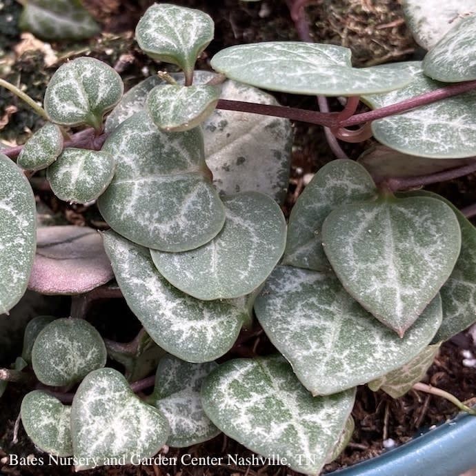 3p! Ceropegia woodii /String of Hearts Succulent /Tropical