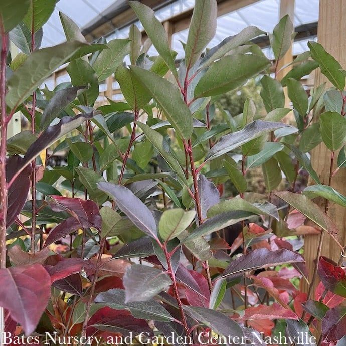 #3 Aronia melano PW Low Scape &#39;Snowfire&#39;/ Black Chokeberry Native (TN)