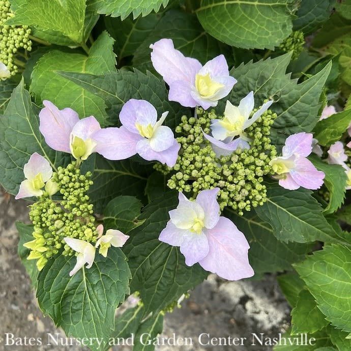 #2 Hydrangea serr PW Tuff Stuff AH-HA/ Mountain/ Lacecap Rebloom Blue to Pink