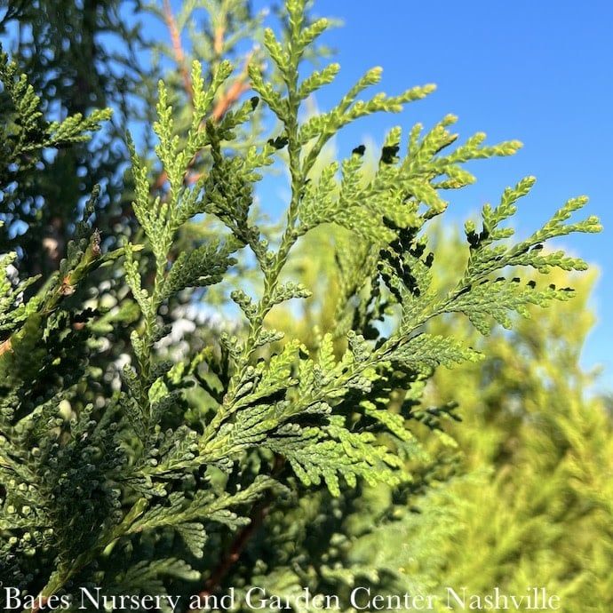 #15 Thuja occ Hetz Wintergreen/ Columnar Arborvitae