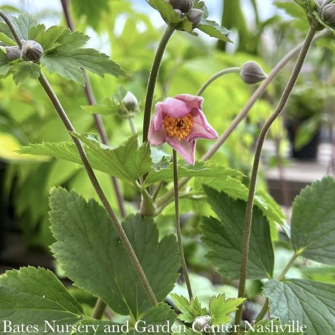#1 Anemone &#39;Fall in Love Sweetly&#39;/ Deep Pink Japanese