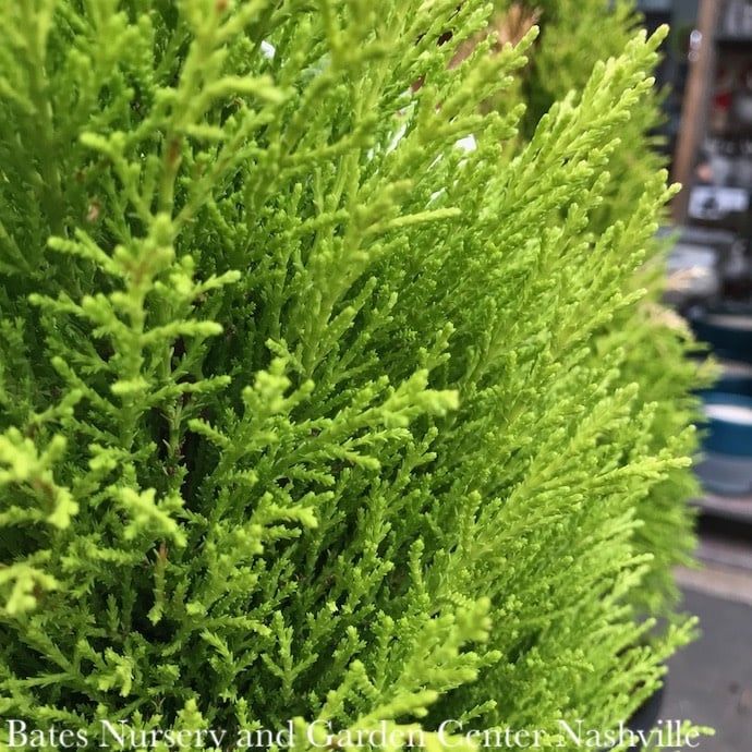 QP Hesperocyparis macro Wilma/ Dwarf Lemon Cypress - No Warranty