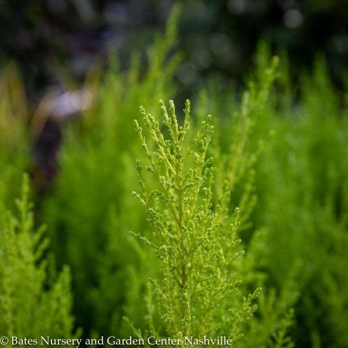 QP Hesperocyparis macro Wilma/ Dwarf Lemon Cypress - No Warranty