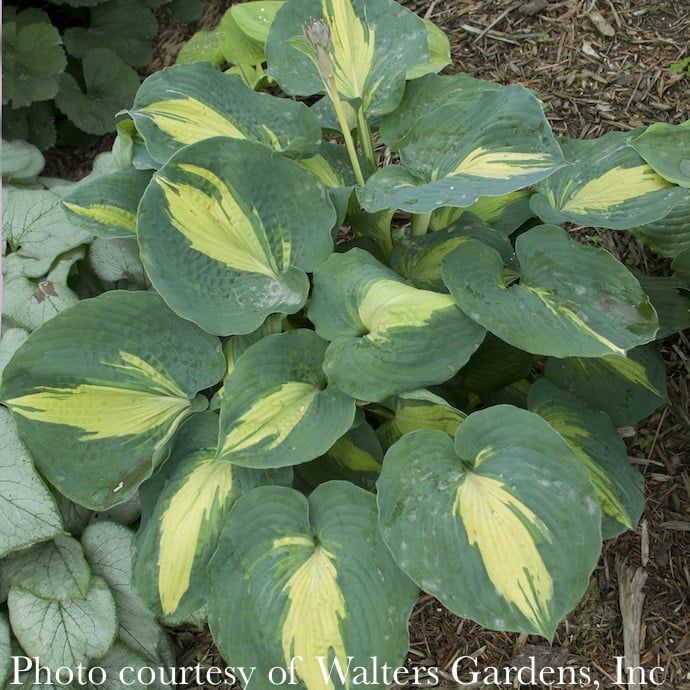 #1 Hosta Dream Weaver/ Green w/ Yellow Center