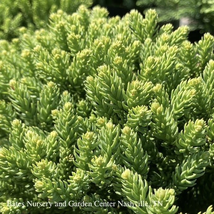 #1 Cryptomeria japonica SL Dragon Prince/ Compact Globe Japanese False Cedar