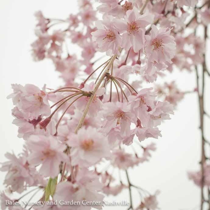 #5 Prunus sub Pendula/ Pink Weeping Higan Flowering Cherry