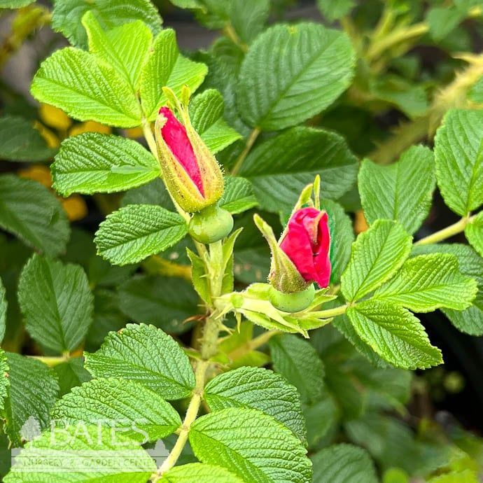 #3 Rosa rugosa Frau Dagmar Hastrup/ Pink Rose - No Warranty
