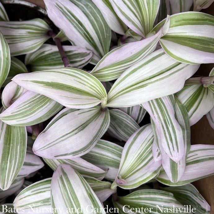 4p! Tradescantia albiflora Nanouk Pink/ Tropical