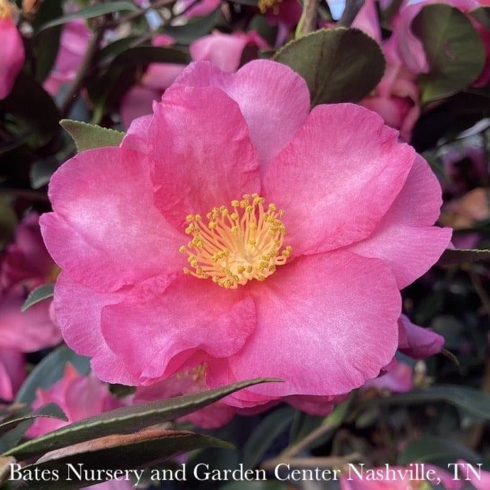 Topiary #5 PT Camellia sas Kanjiro/ Cerise Pink Semi-Double Patio Tree - No Warranty