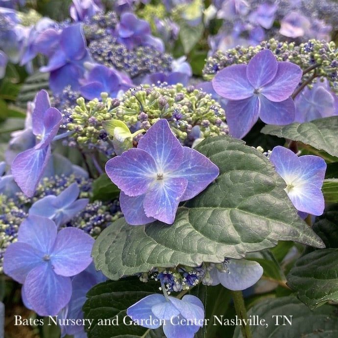 #3 Hydrangea mac Endless Summer 'Pop Star'/ Bigleaf/ Compact Mophead Repeat Blue or Pink